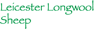 Leicester Longwool Sheep