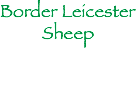 Border Leicester
Sheep