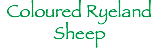 Coloured Ryeland
Sheep