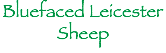 Bluefaced Leicester
Sheep
