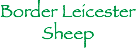 Border Leicester
Sheep