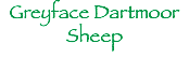 Greyface Dartmoor
Sheep